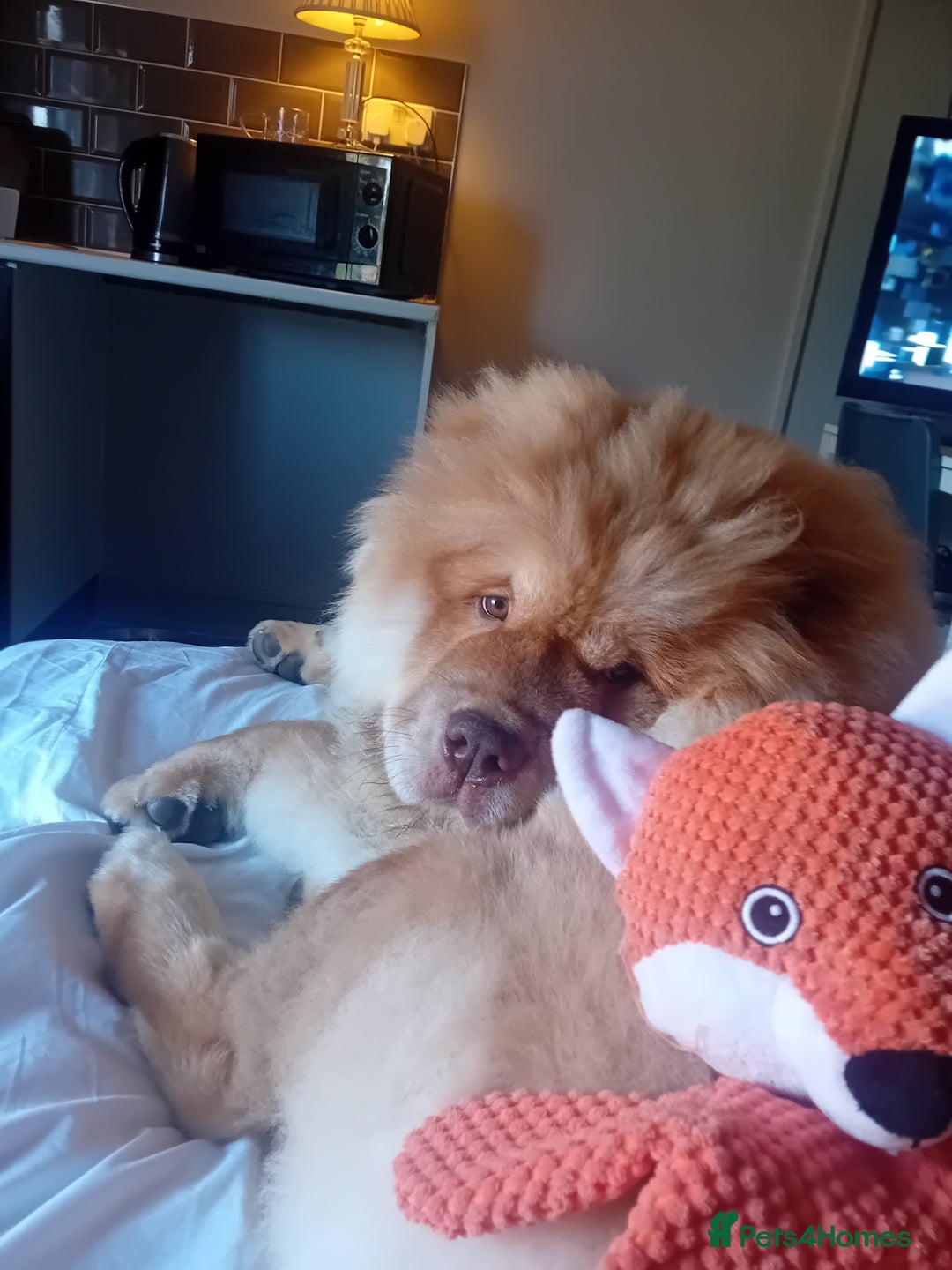 Chow Chow dogs for stud: Chowmazing  - Image 6