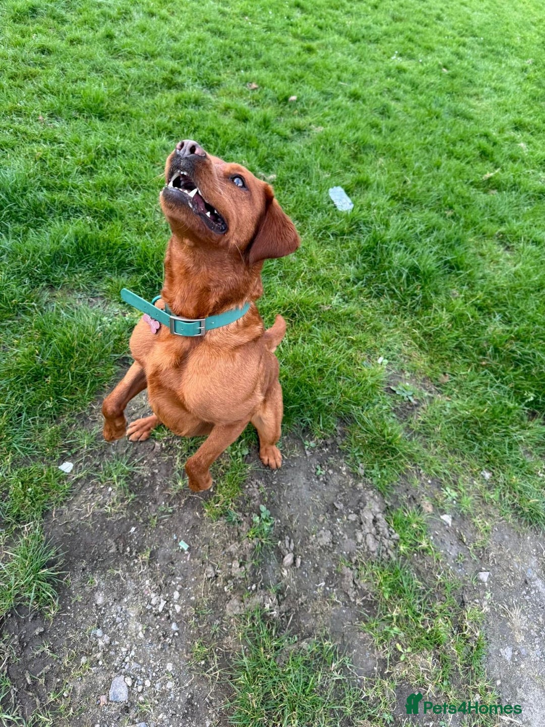 Labrador Retriever dogs for sale: Beautiful fox red Labrador  - Image 6