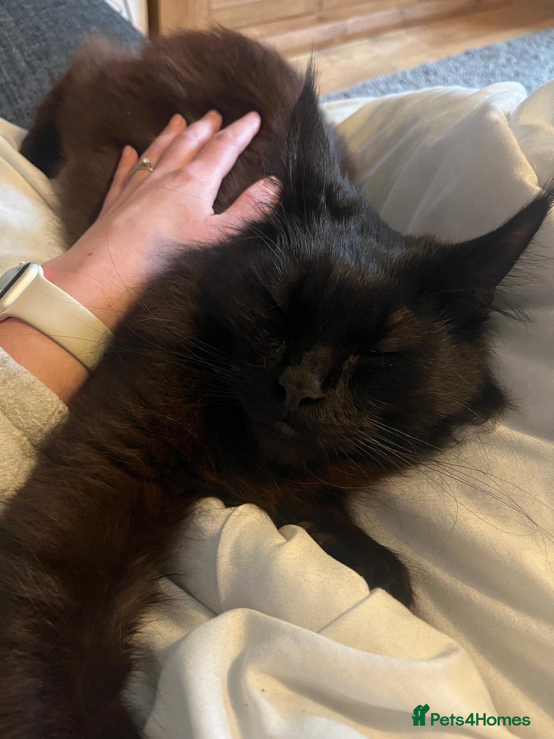 Maine Coon cats for sale: Beautiful Maine coon looking for a new home  - Advert 6