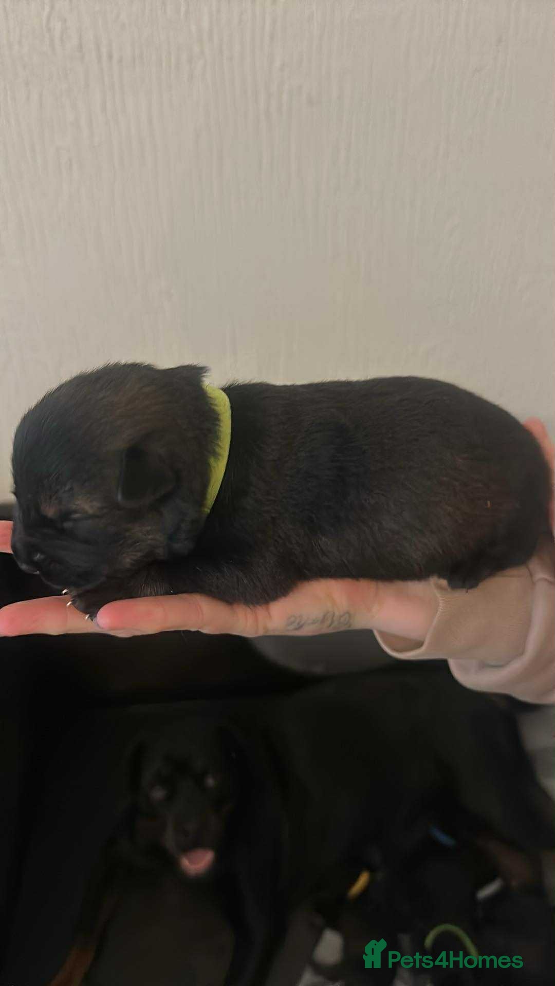 Mixed Breed dogs for sale: Shepweiller Puppies (8/10/25) - Image 9