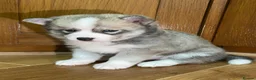 Pomsky dogs for sale: Stunning Blue Eyed F4 Pomsky Puppies in Widnes - Advert 3