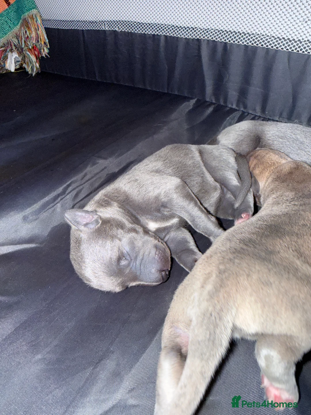Whippet dogs for sale: Beautiful KC registered whippet pups - Advert 13