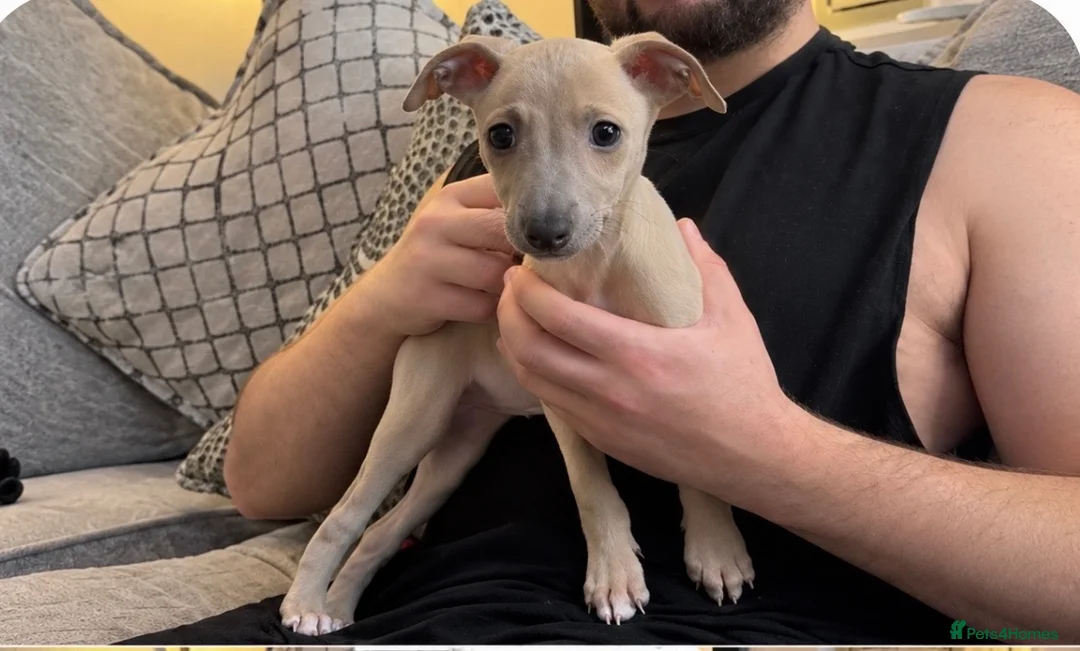 Mixed Breed dogs for sale: 🐾💕 2 Beautiful Whippet x Italian Greyhound Girls - Advert 3