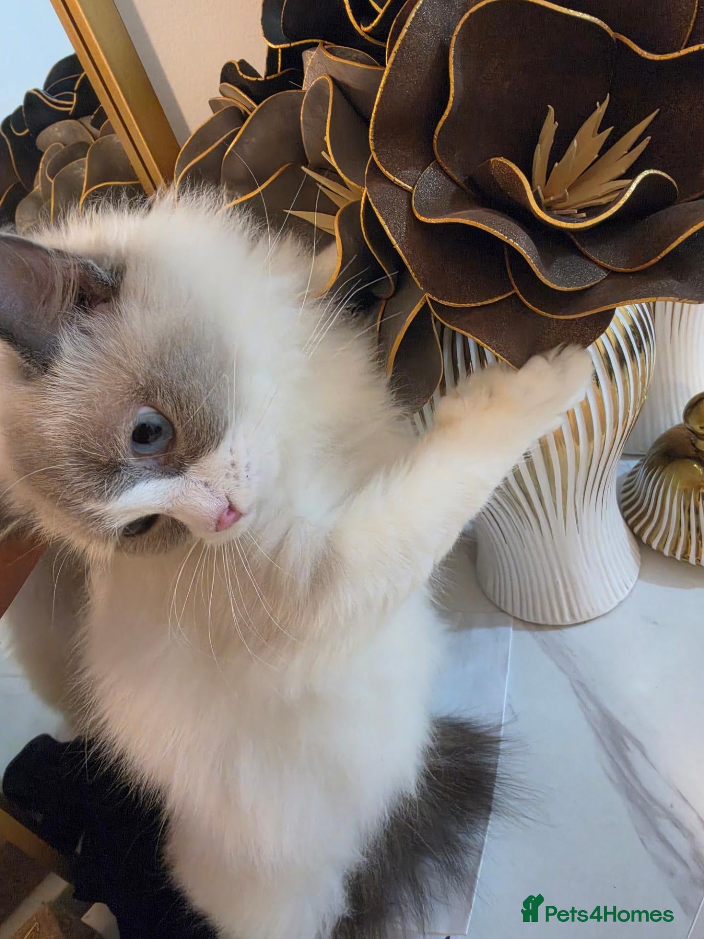 Ragdoll cats Ragdoll kittens - Advert 1