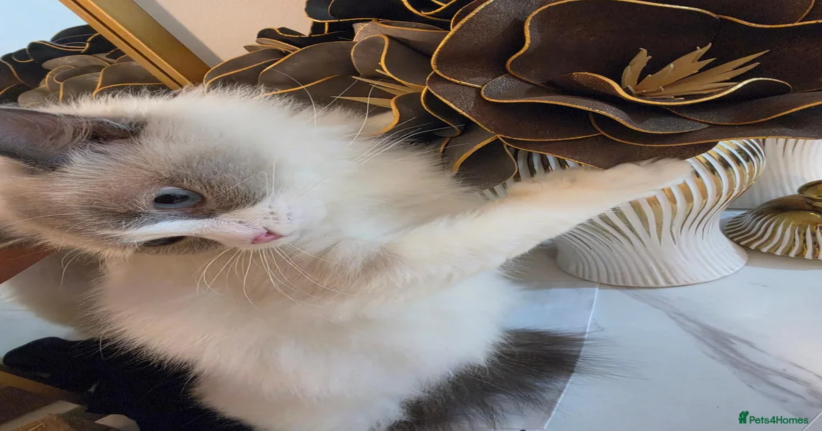 Ragdoll Kittens for sale | Pets4Homes