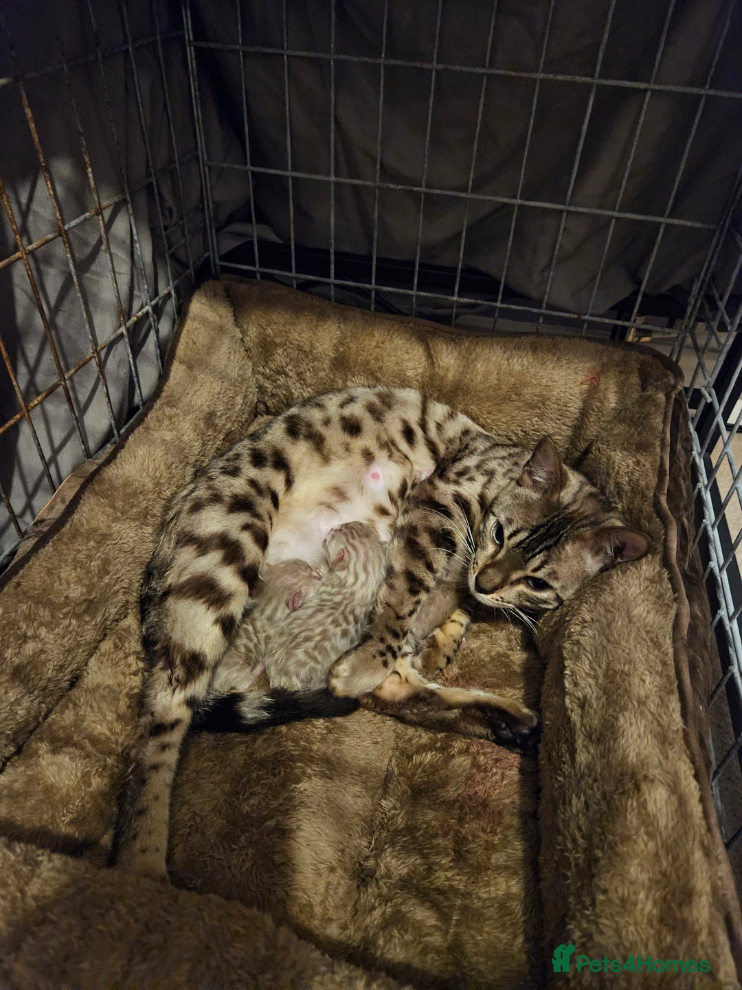 Bengal cats for sale: Bengal kittens - Advert 1