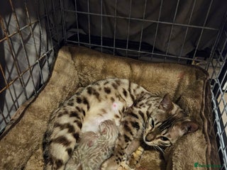 Bengal cats Bengal kittens - Advert 3