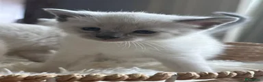 Siamese Kitten 2