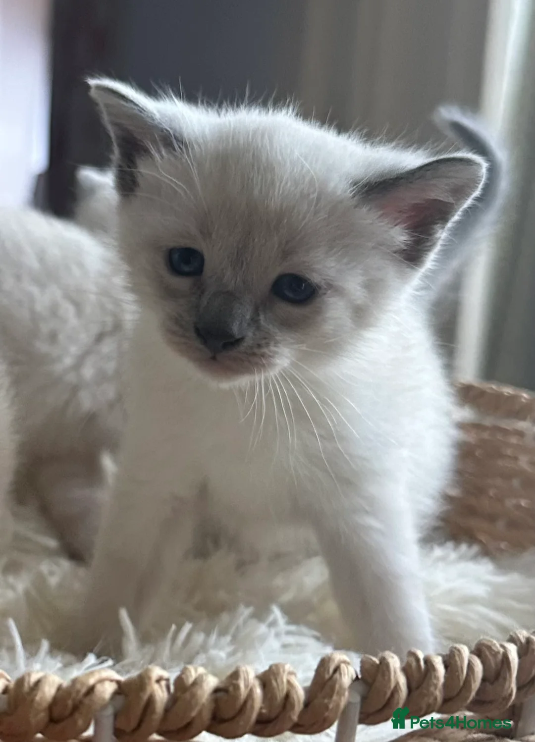 Siamese cats for sale: Beautiful Siamese kittens of seal, blue point 🩷🩵 - Advert 2