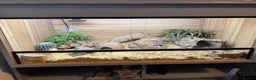 Leopard Gecko reptiles for sale: Two Leopard Geckos with Vivarium included in Chatham - Advert 3