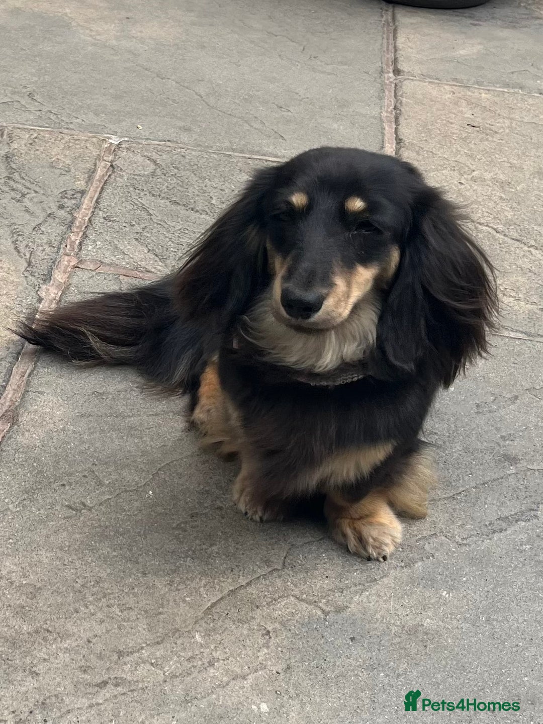 Miniature Dachshund dogs for sale: Beautiful KC miniature dachshund girl - Advert 4