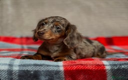 Miniature Dachshund dogs for sale: STUNNING CHOCOLATE LONG HAIRED BOYS - Image 8