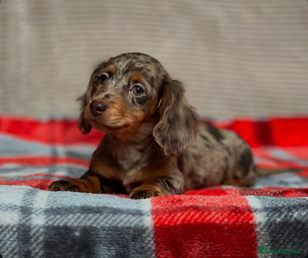 Miniature Dachshund dogs for sale: STUNNING CHOCOLATE LONG HAIRED BOYS - Image 8