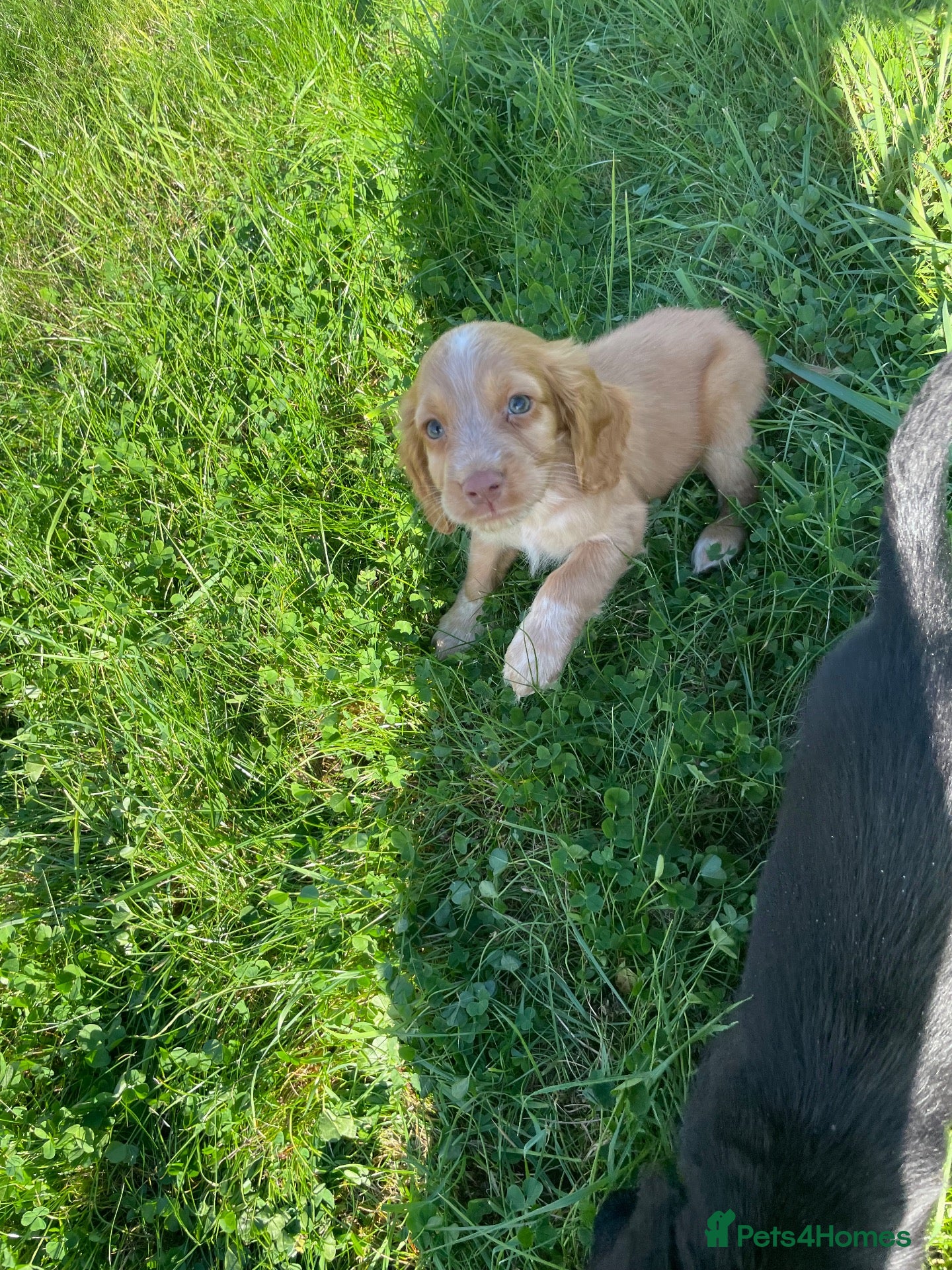 Cocker Spaniel dogs Beautiful Kc reg working cocker spaniel puppies  - Advert 2