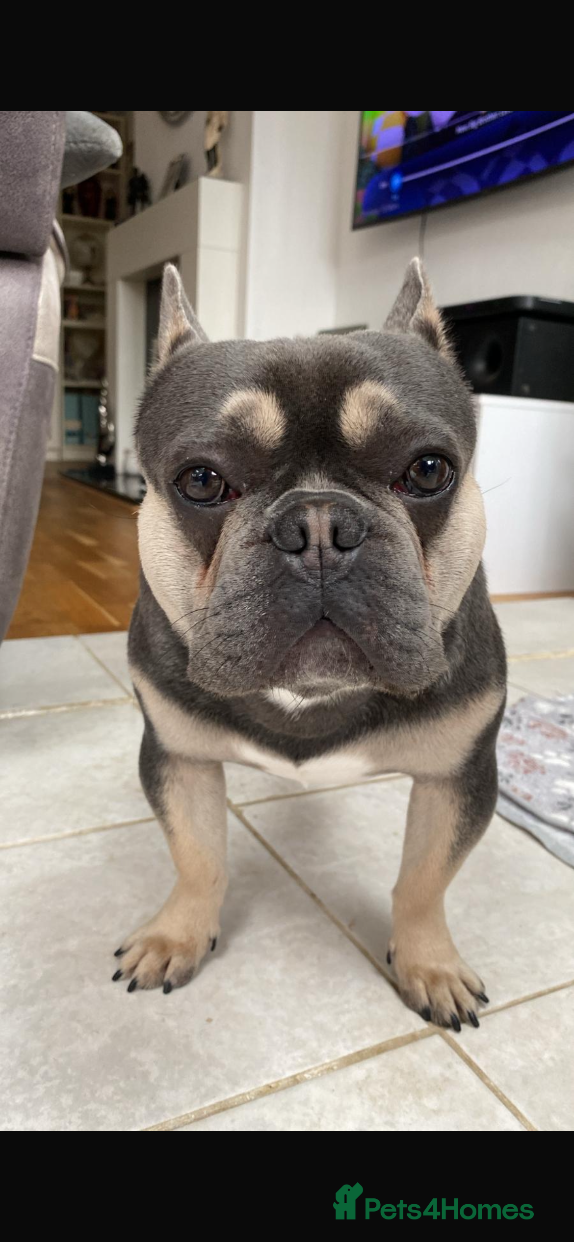 French Bulldog dogs Now sold !!! French bulldog looking for a new home - Advert 2