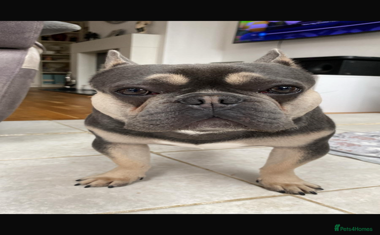 French Bulldog dogs - Advert 1