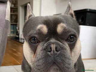 French Bulldog dogs - Advert 36