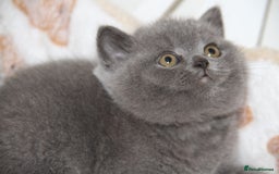 British Shorthair cats for sale: British Shorthairs. kittens - Image 5