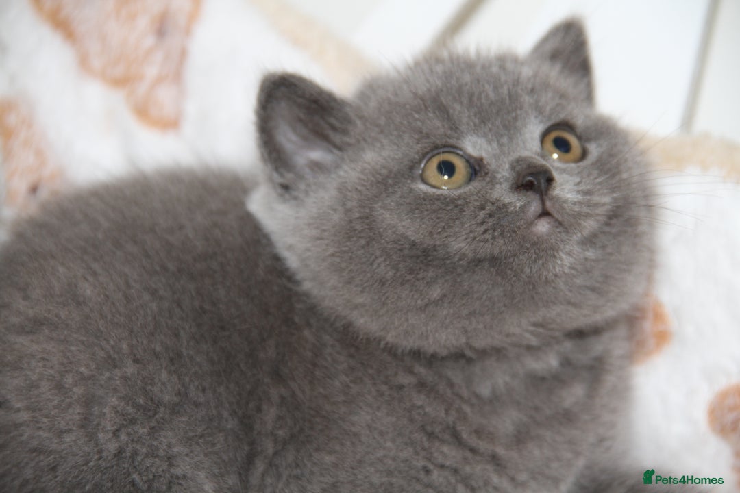 British Shorthair cats for sale: British Shorthairs. kittens - Image 5