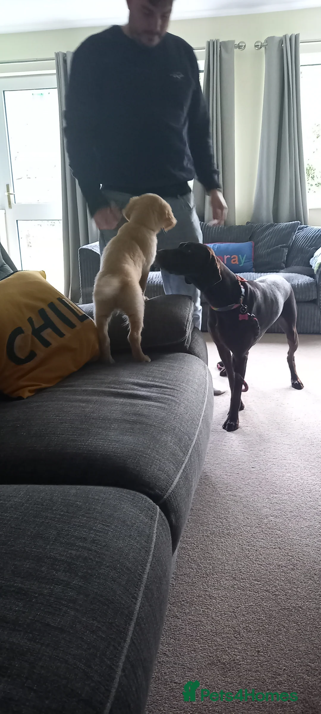 Mixed Breed dogs for sale: Our beautiful dog - Advert 14