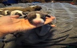 Whippet dogs for sale: Stunning whippets  - Image 9
