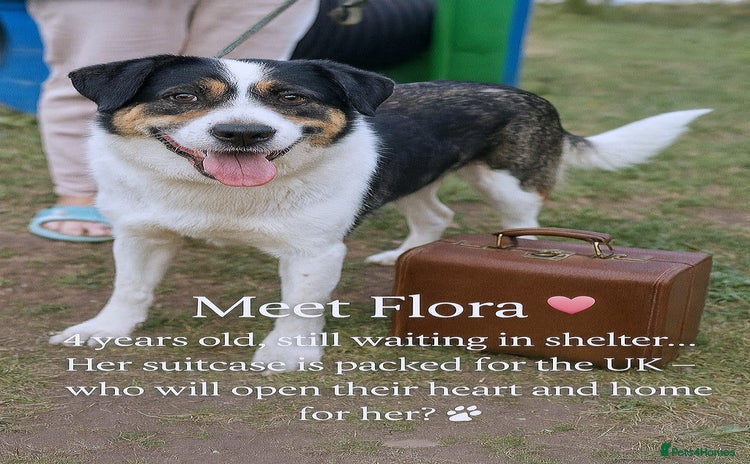 Mixed Breed dogs - Advert 2