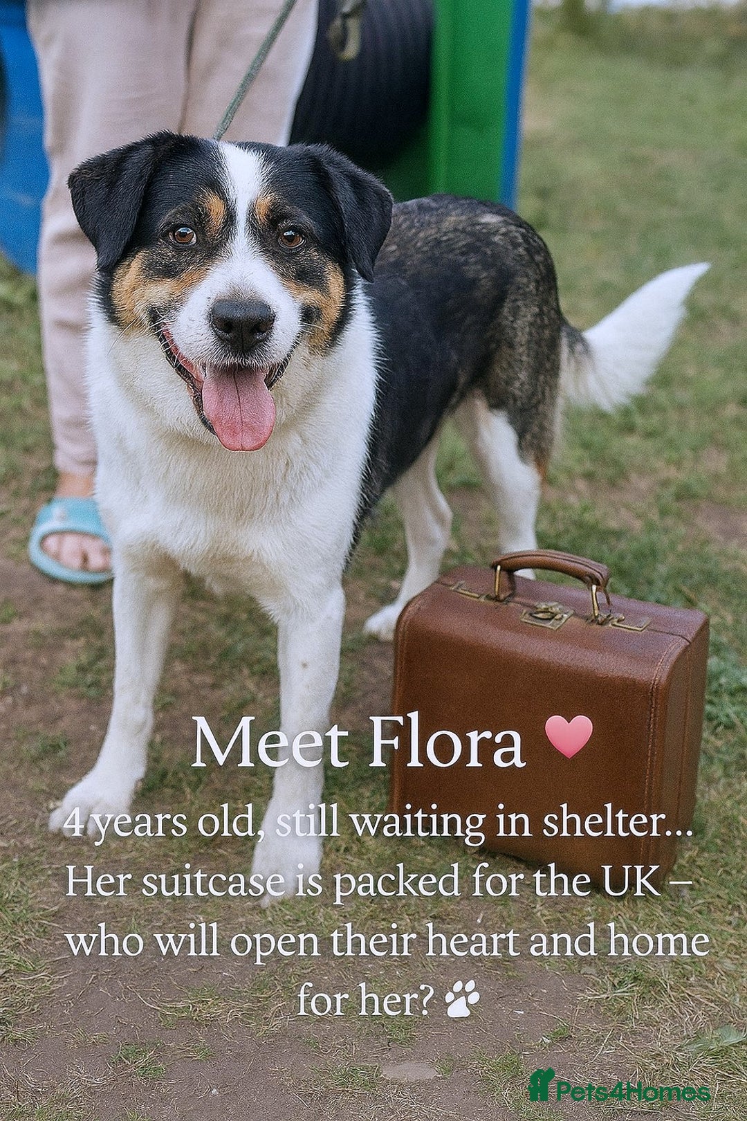 Mixed Breed dogs for adoption: 💛🐾 Flora – wearing her beautiful smile 🐾💛 - Image 1