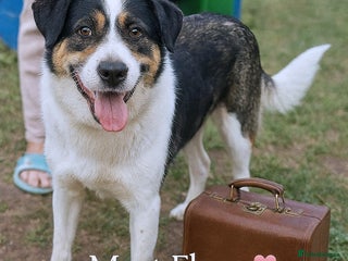 Mixed Breed dogs - Advert 23