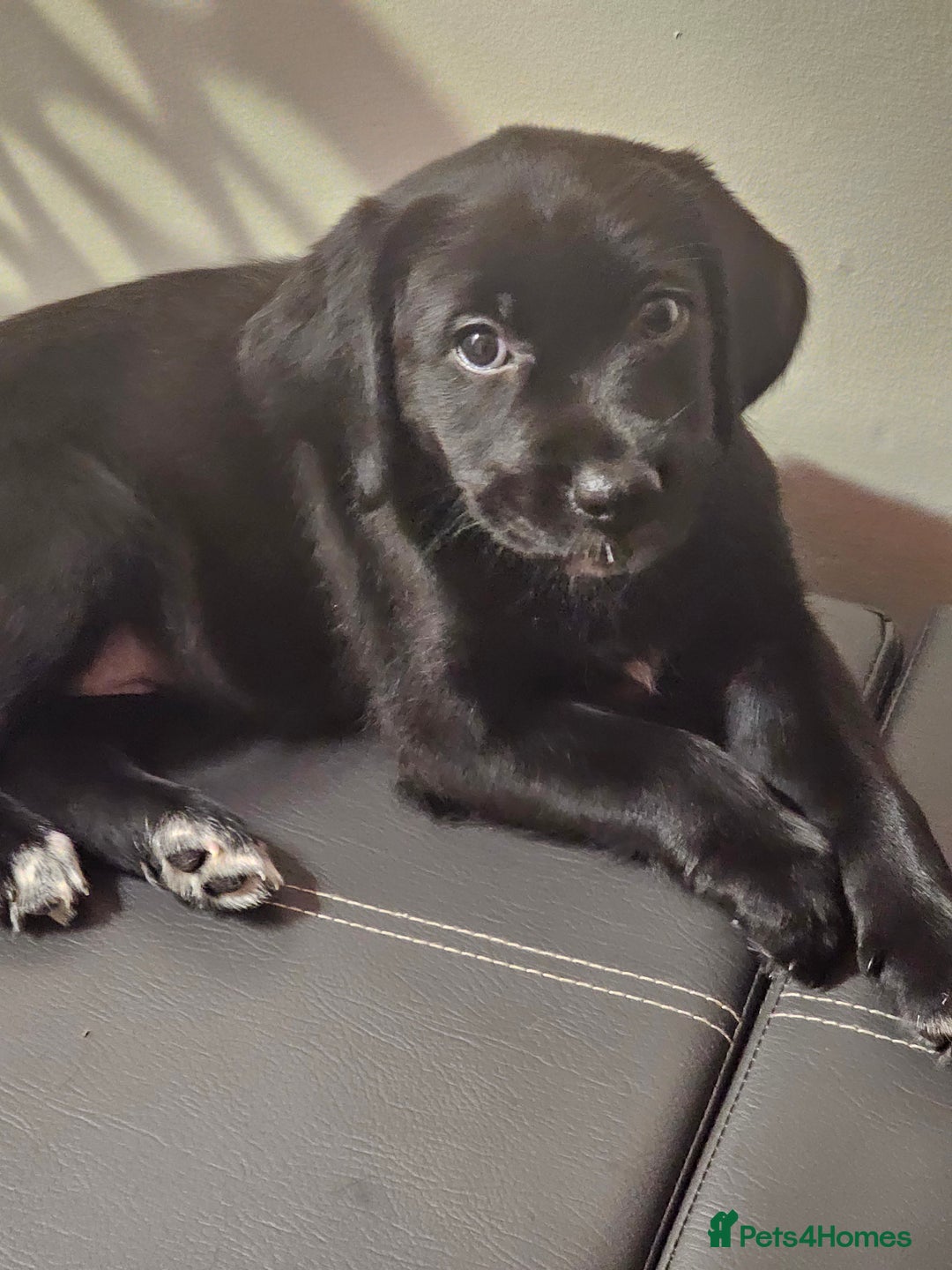 Labrador Retriever dogs for sale: Labrador female 10 months - Image 6