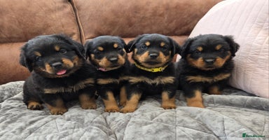 Rottweiler dogs - Advert 2