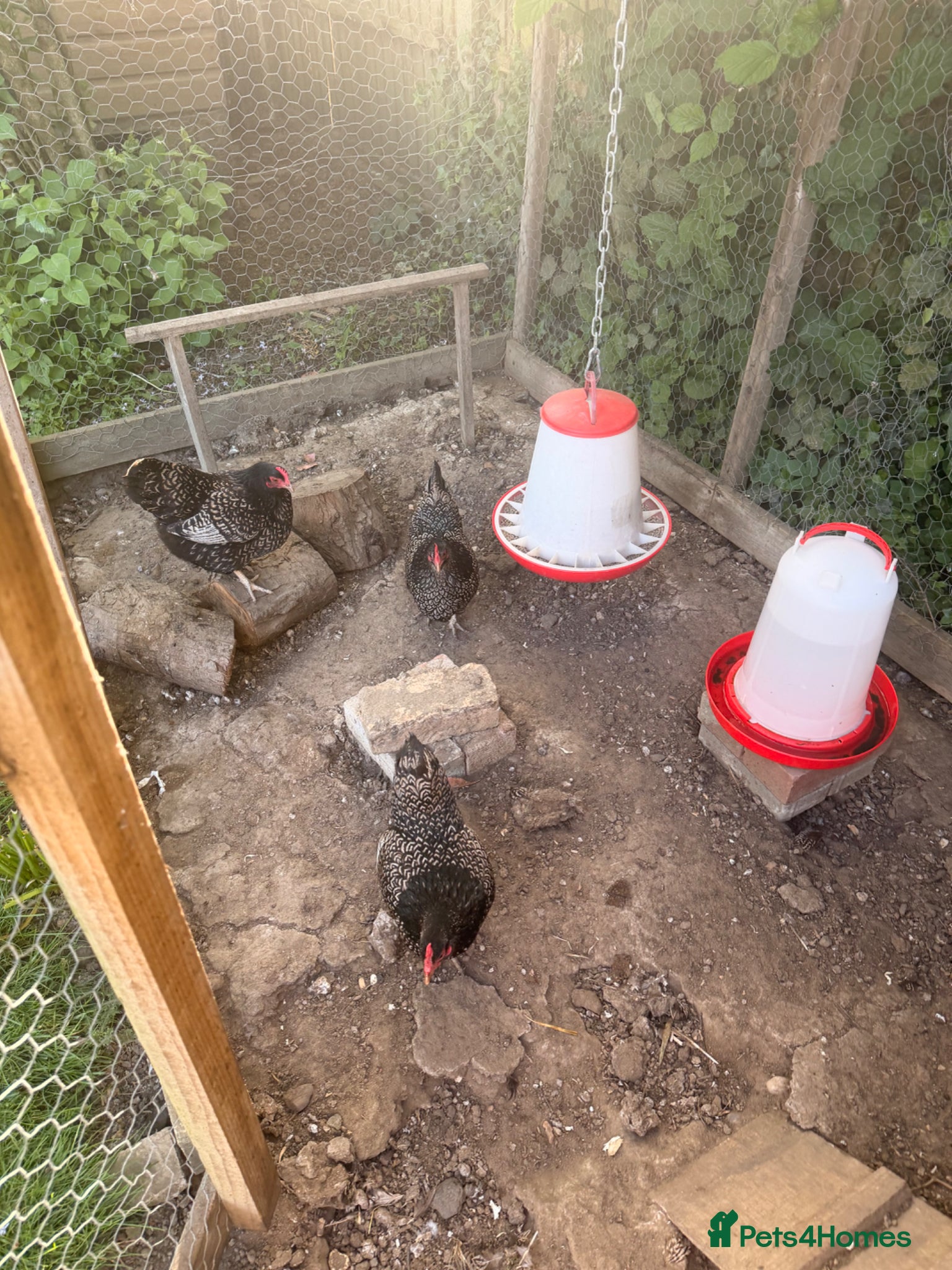 Chickens poultry Stunning Barnevelder Bantam Hen Trio - Advert 1