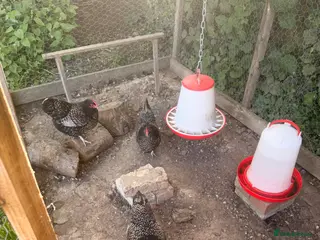 Chickens poultry Stunning Barnevelder Bantam Hen Trio - Advert 1