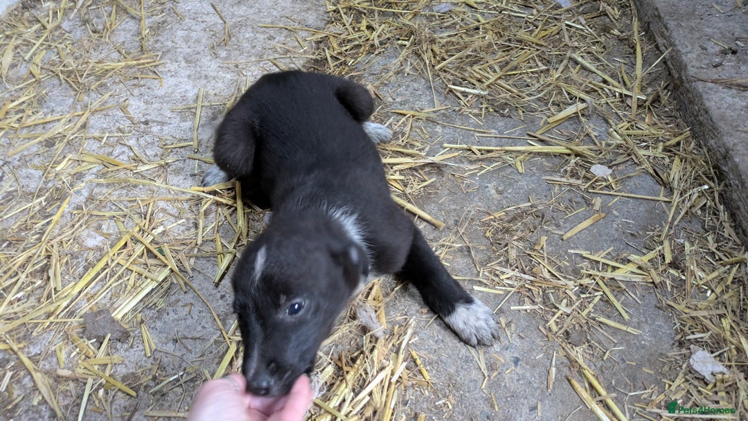 Border Collie dogs for sale: Three border collie pups for sale. - Advert 6