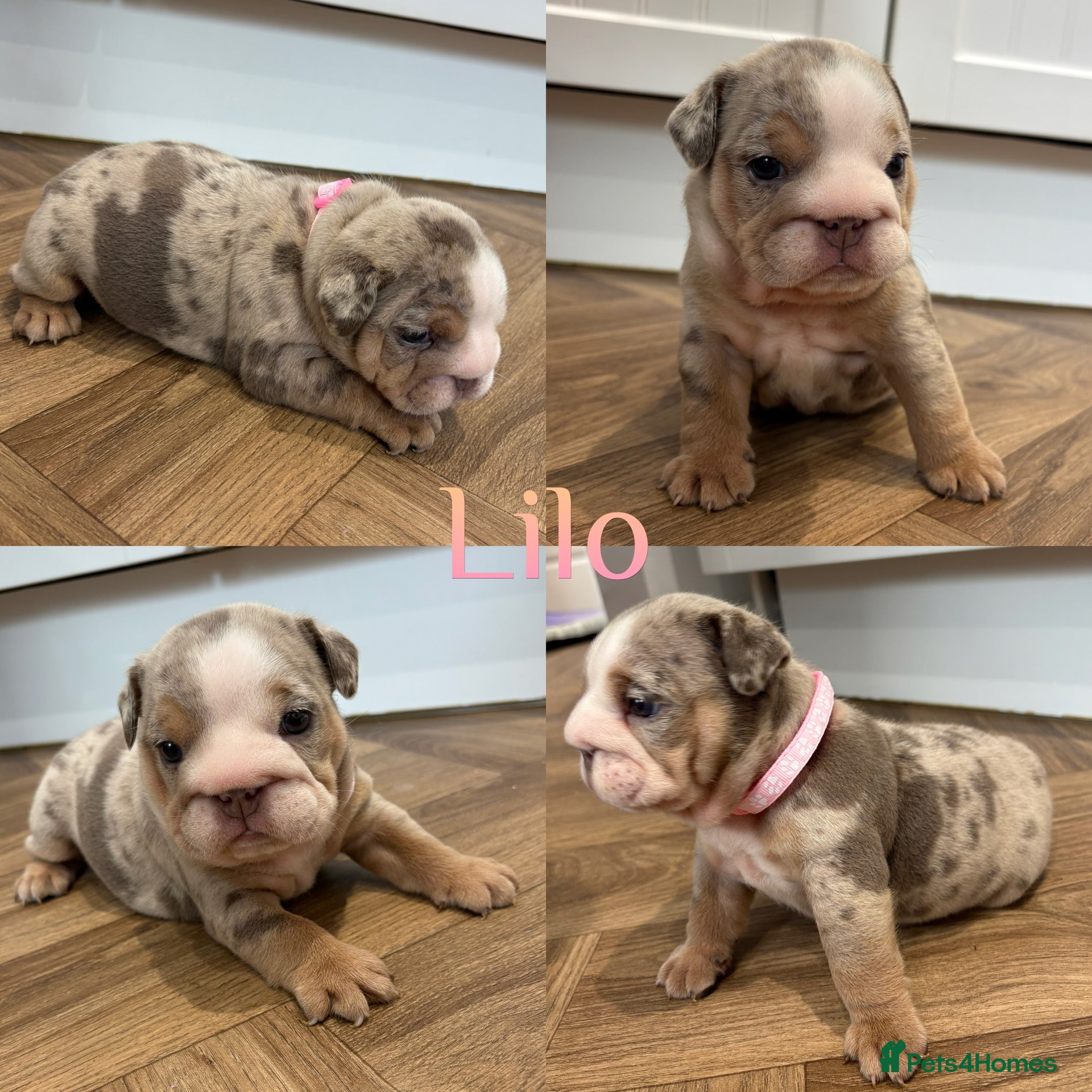 English Bulldog dogs 9 beautiful 5 ⭐️ English bulldogs  - Advert 4