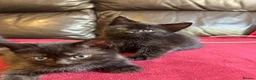 Mixed Breed cats for sale: Kittens for sale  in Grays - Advert 4