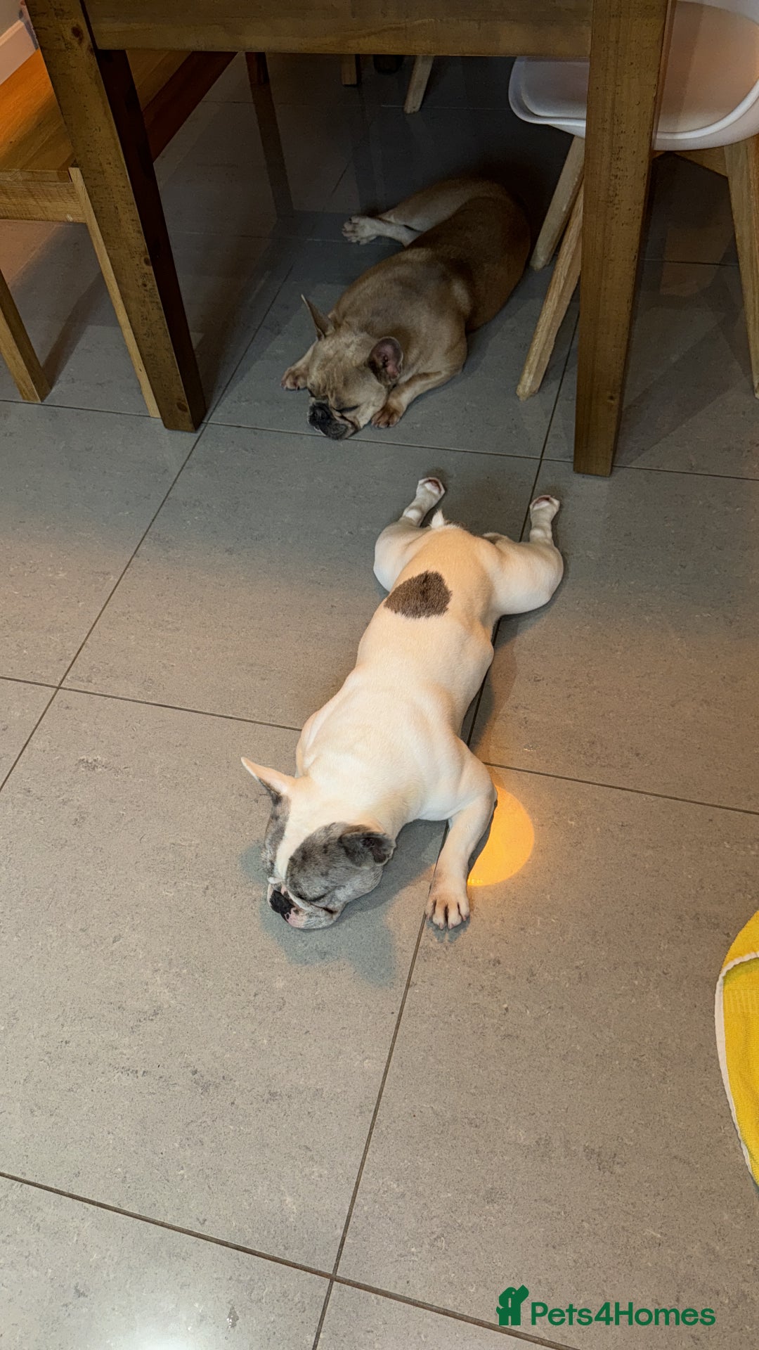French Bulldog dogs for sale: Freench Buldog - Advert 2