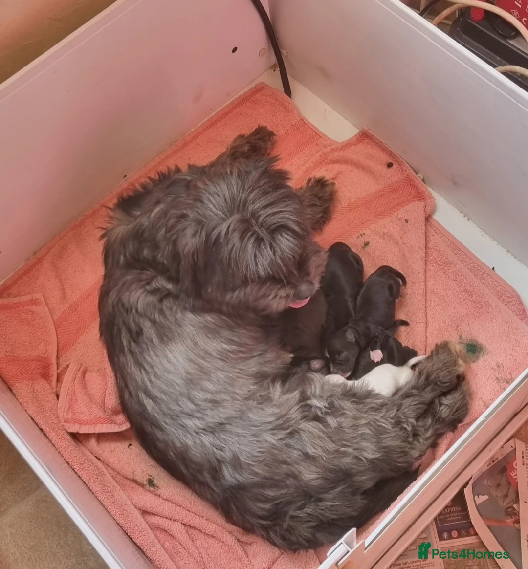 Havanese dogs for sale: Beautiful Havanese Puppies - Advert 26
