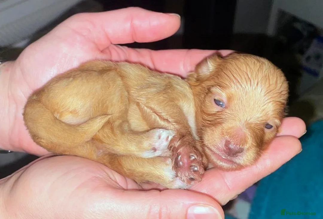 Jackapoo dogs for sale: 🌈 Gorgeous Rainbow Jackapoo Puppies in Newcastle upon Tyne - Advert 15