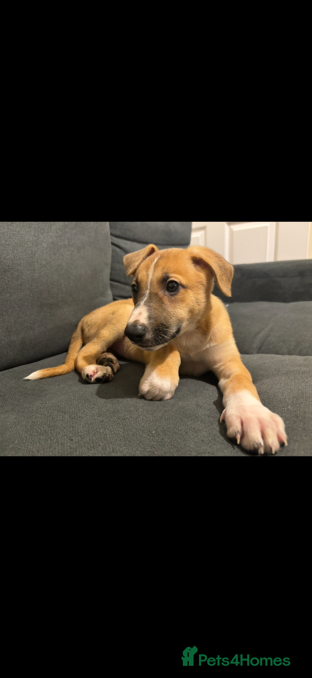 Mixed Breed dogs for sale: German Shepherd x malinois  - Advert 2