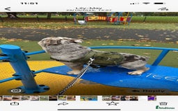 English Bulldog dogs for adoption: Gorgeous Bulldog for adoption  - Image 3