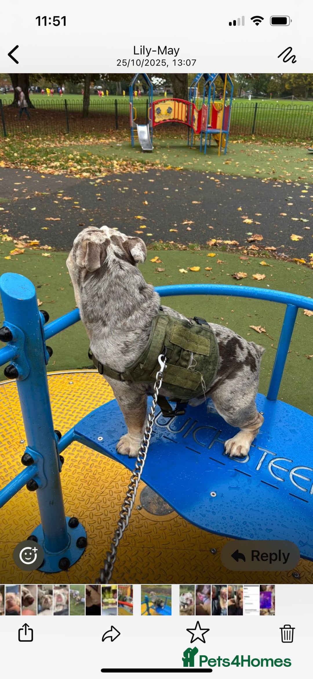 English Bulldog dogs for adoption: Gorgeous Bulldog for adoption  - Image 3