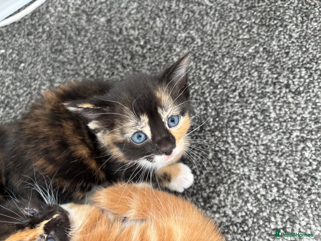Mixed Breed cats for sale: Beautiful Kittens Looking for Their Forever Homes - Image 3