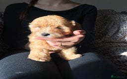 Maltipoo dogs for sale: 2 beautiful playful & lovely Maltipoo boys  - Image 13