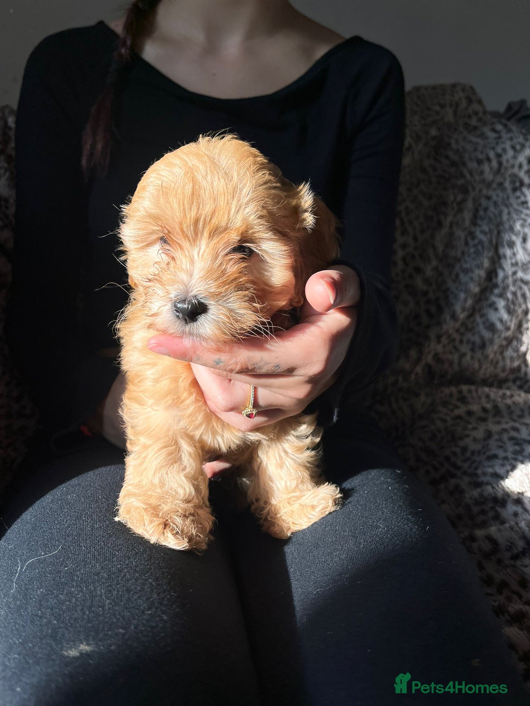 Maltipoo dogs for sale: 2 beautiful playful & lovely Maltipoo boys  - Image 13