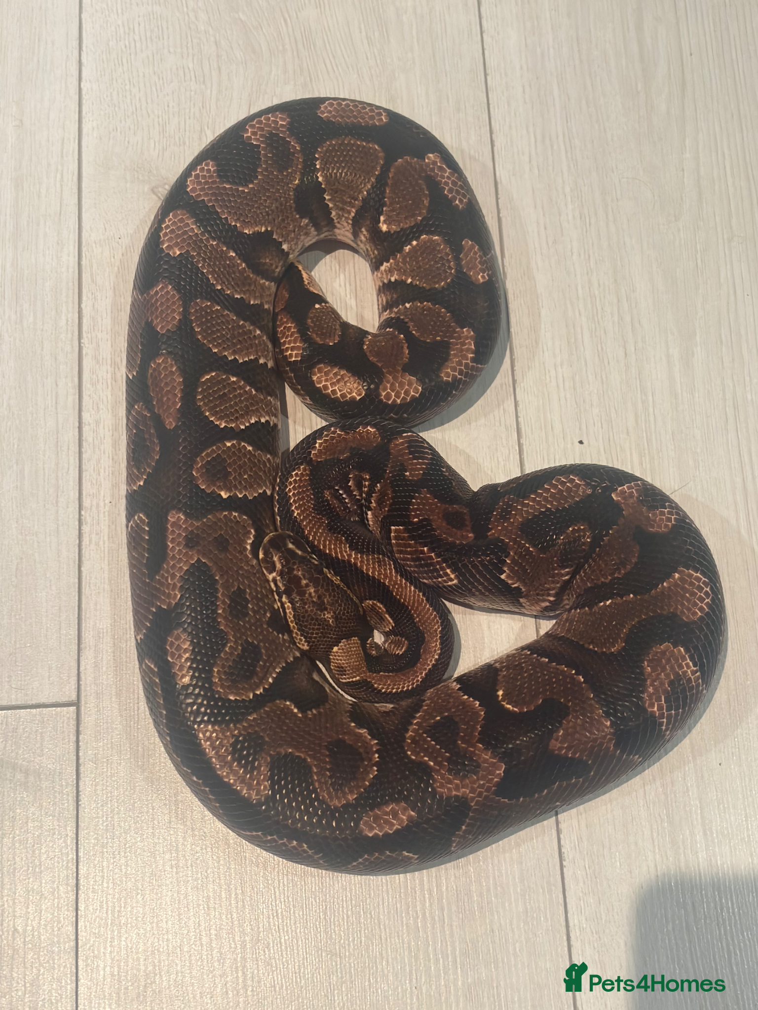 Python Snake reptiles ball python - Advert 1