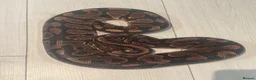 Python Snake reptiles for sale: ball python - Advert 1