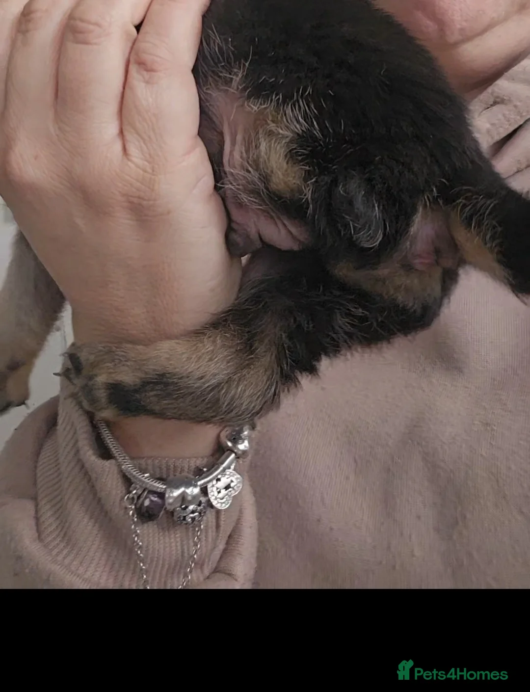 Mixed Breed dogs for sale: Rare breed shug Puppy tripaw - Advert 5