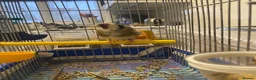 Finches birds for sale: Female European Goldfinch Captive Bred & Ringed - Advert 4