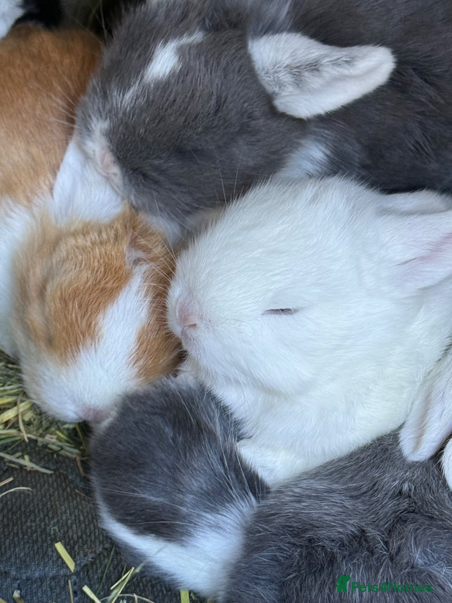 Mini Lop rabbits Pure bred mini lop bunnies  - Advert 1