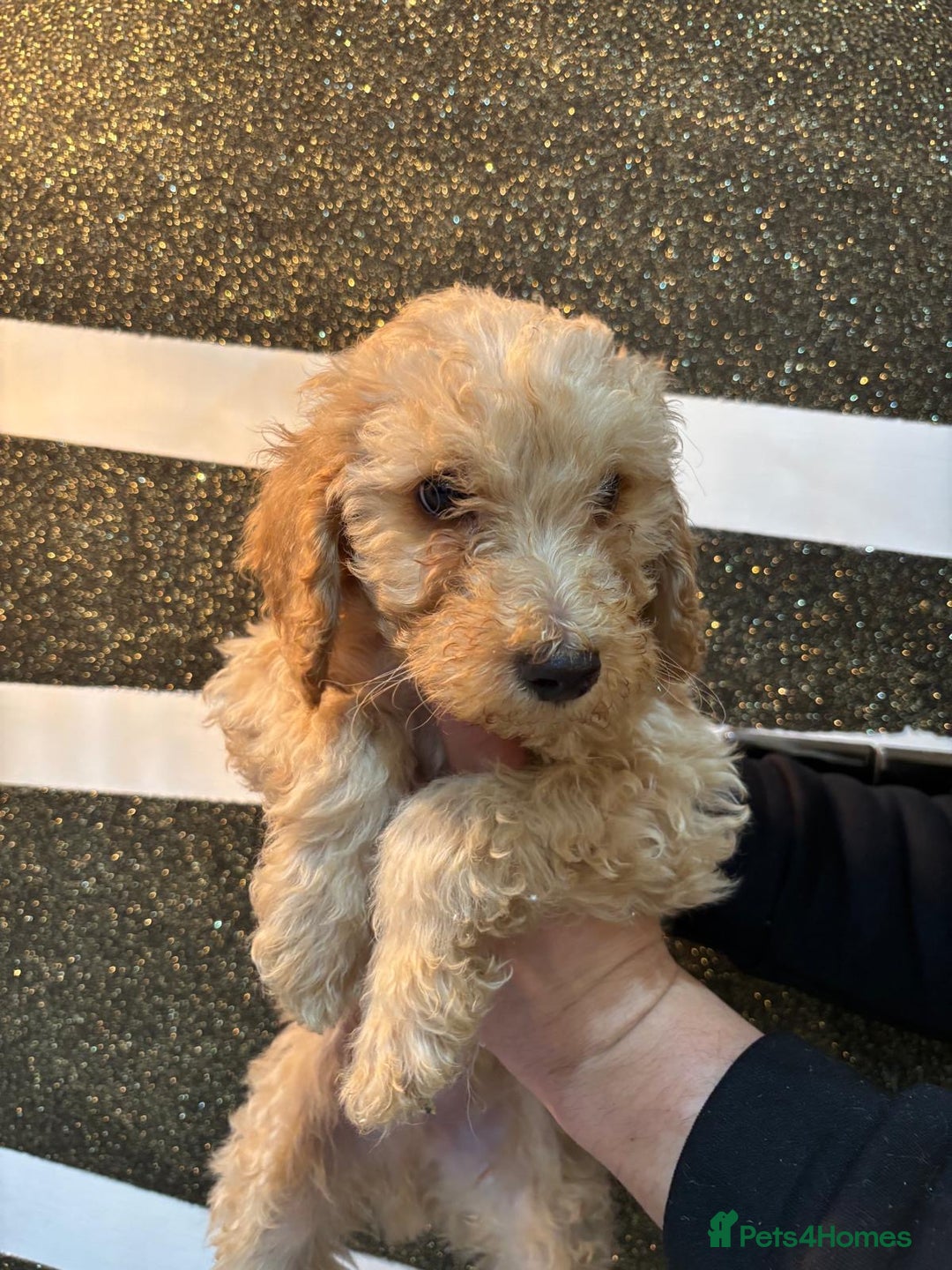 Goldendoodle dogs for sale: F1Goldendoodel puppies now ready for new home  - Advert 14